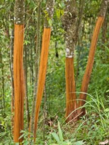 L'arbre à cannelle : le cannelier