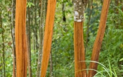 Arbre à cannelle : culture, bienfaits et usages étonnants