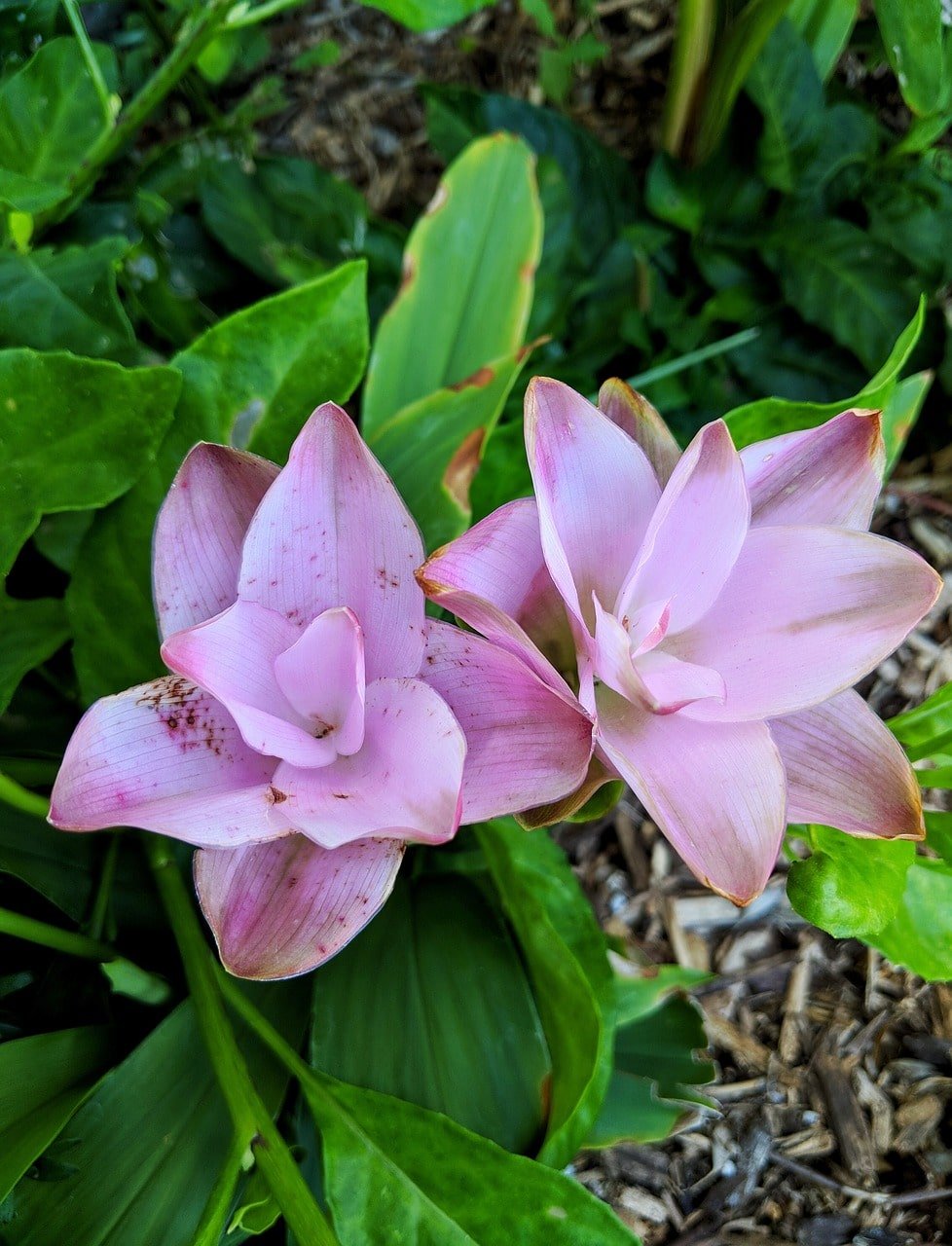 Tulipe de siam Tulipe de siam