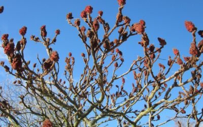 Sumac recette : découvrez 6 plats gourmands à essayer