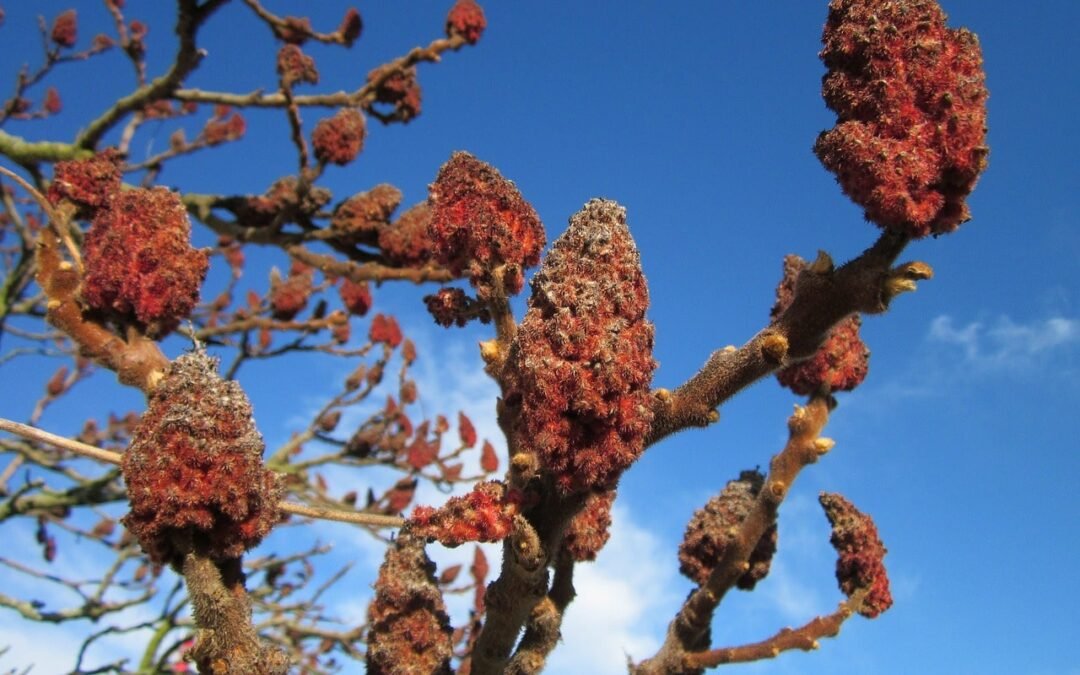 Sumac vinaigrier : guide complet pour tout savoir