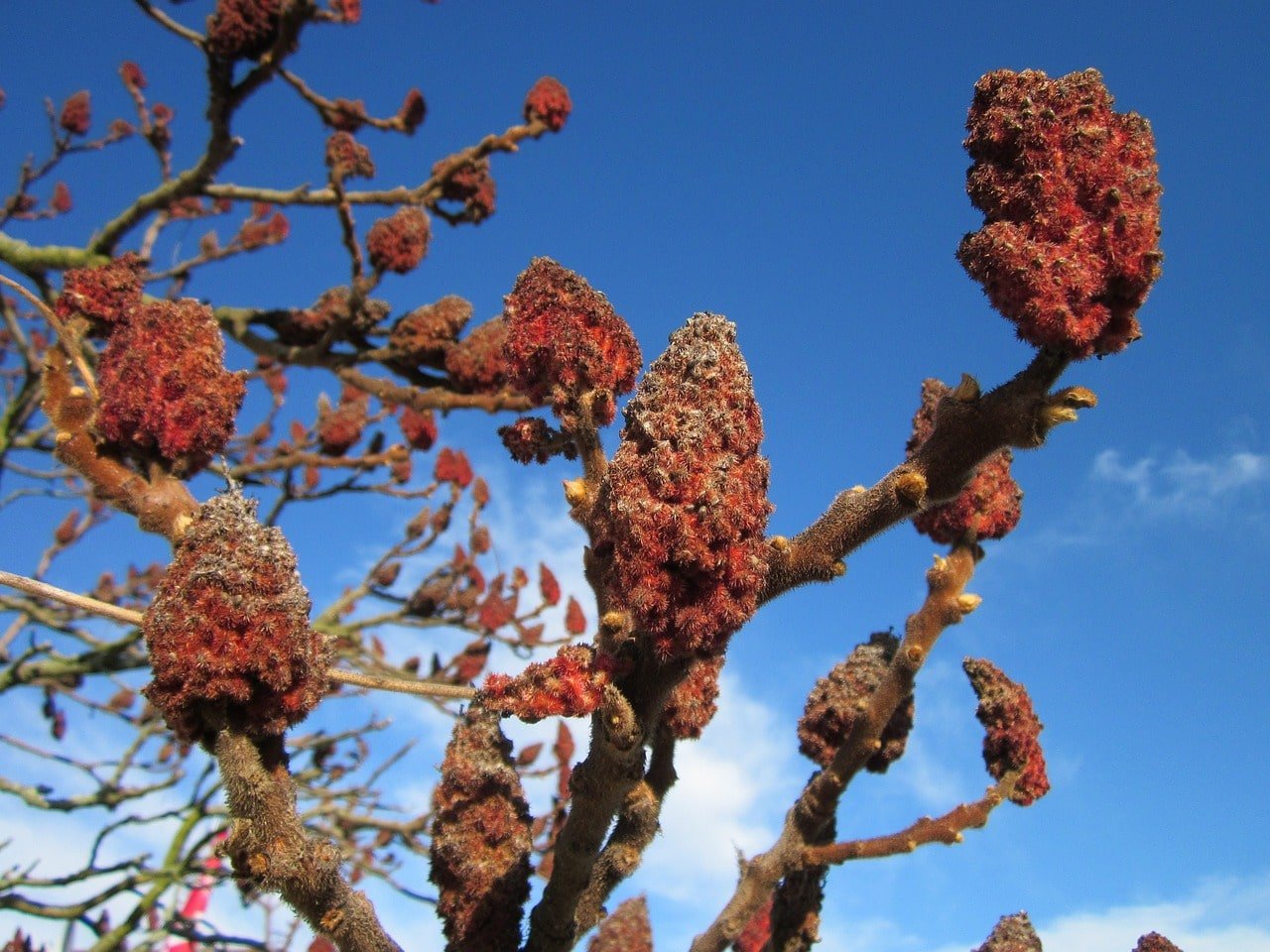 Sumac vinaigrier