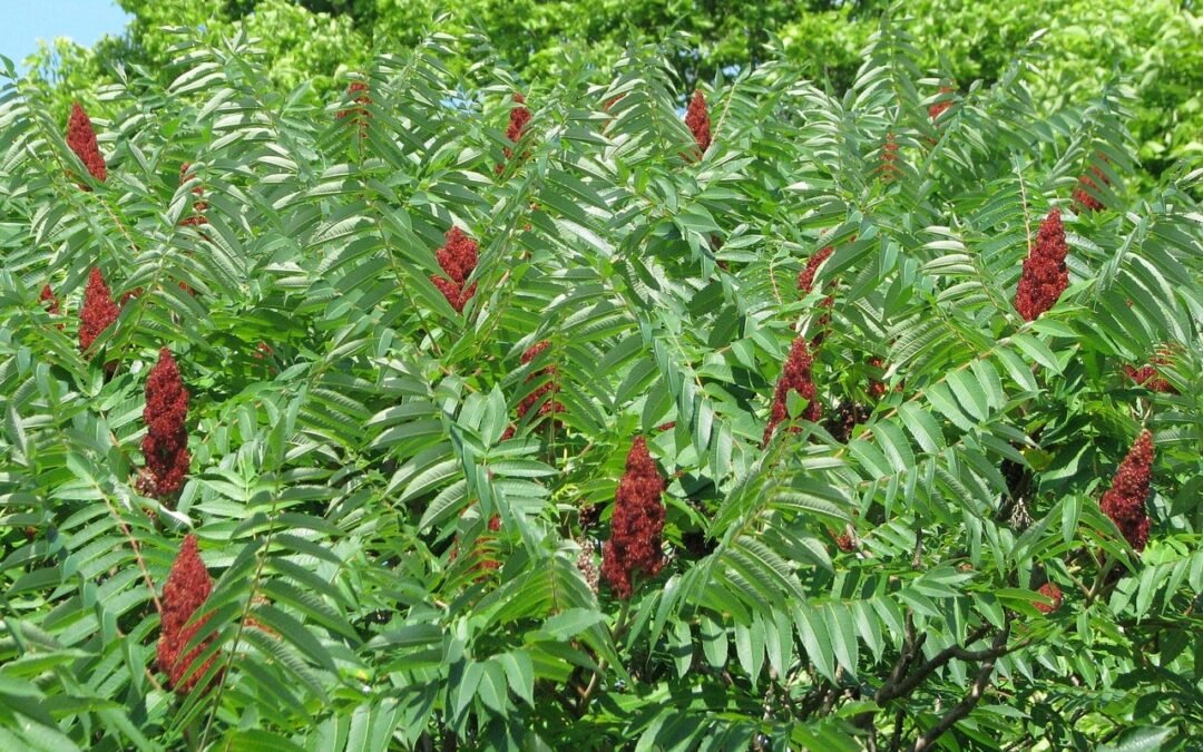 Sumac africain : tout savoir sur cette plante unique