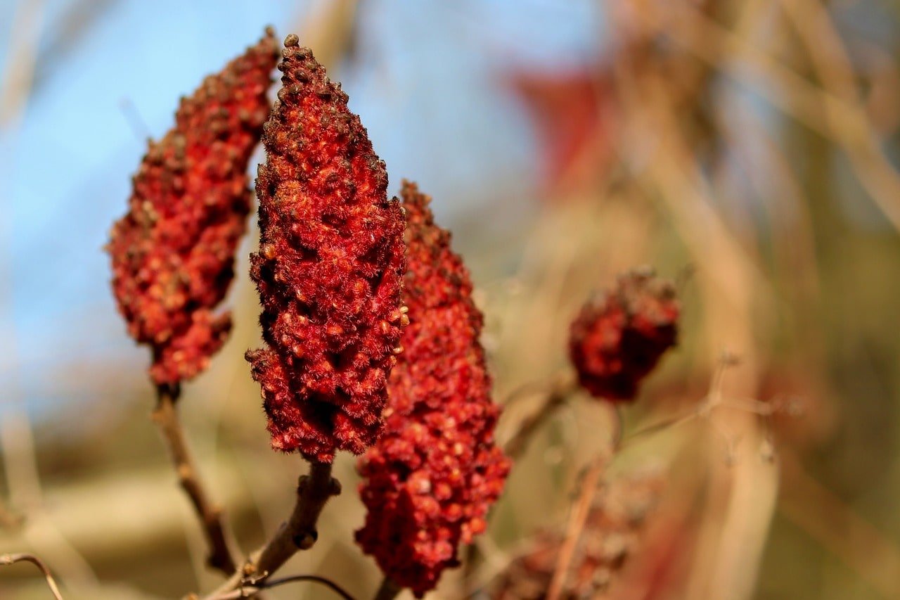 Sumac vinaigrier