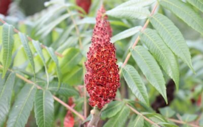 Sumac de Virginie : plantation, entretien et bienfaits