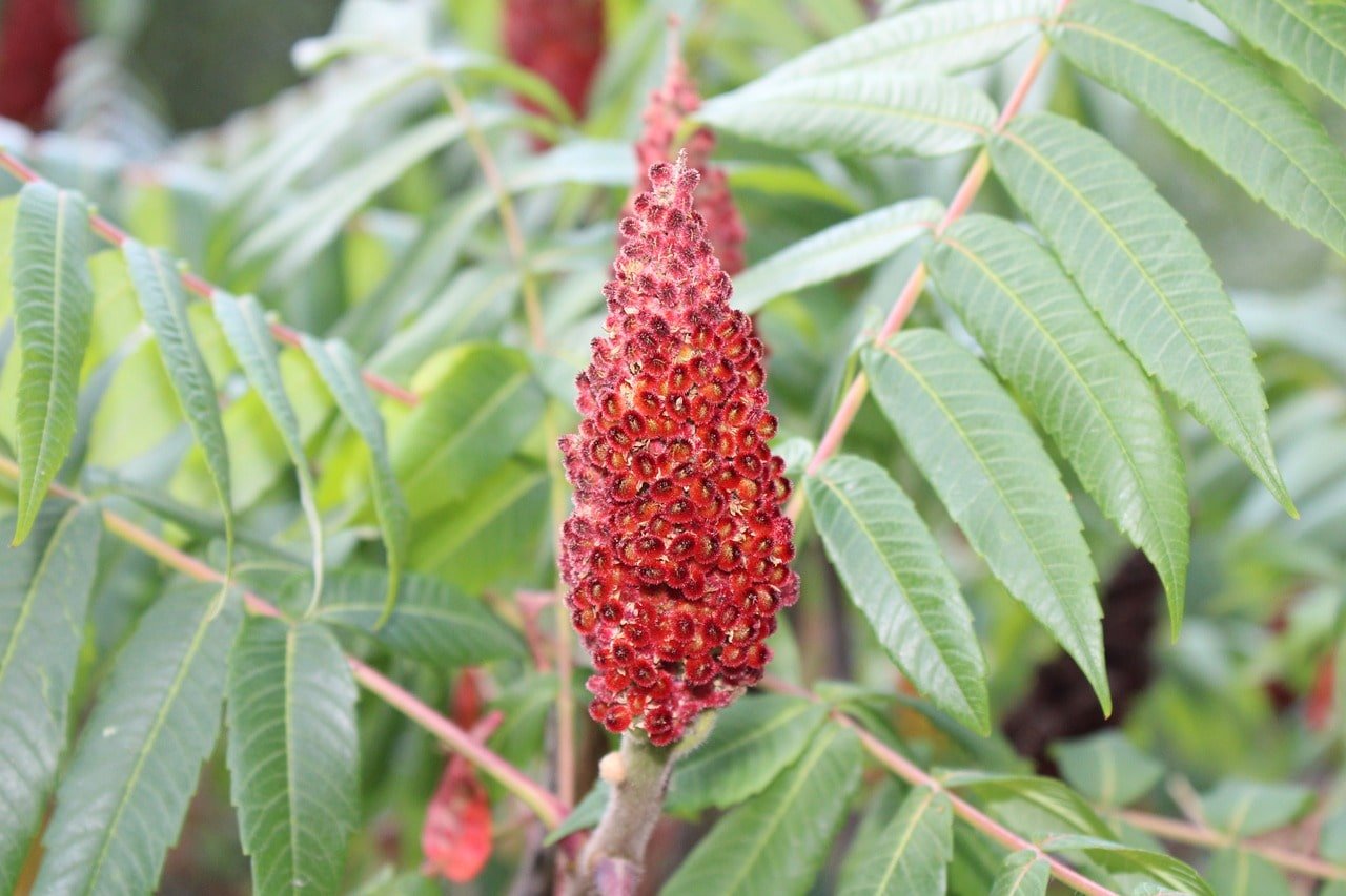 Sumac de virginie Sumac de virginie