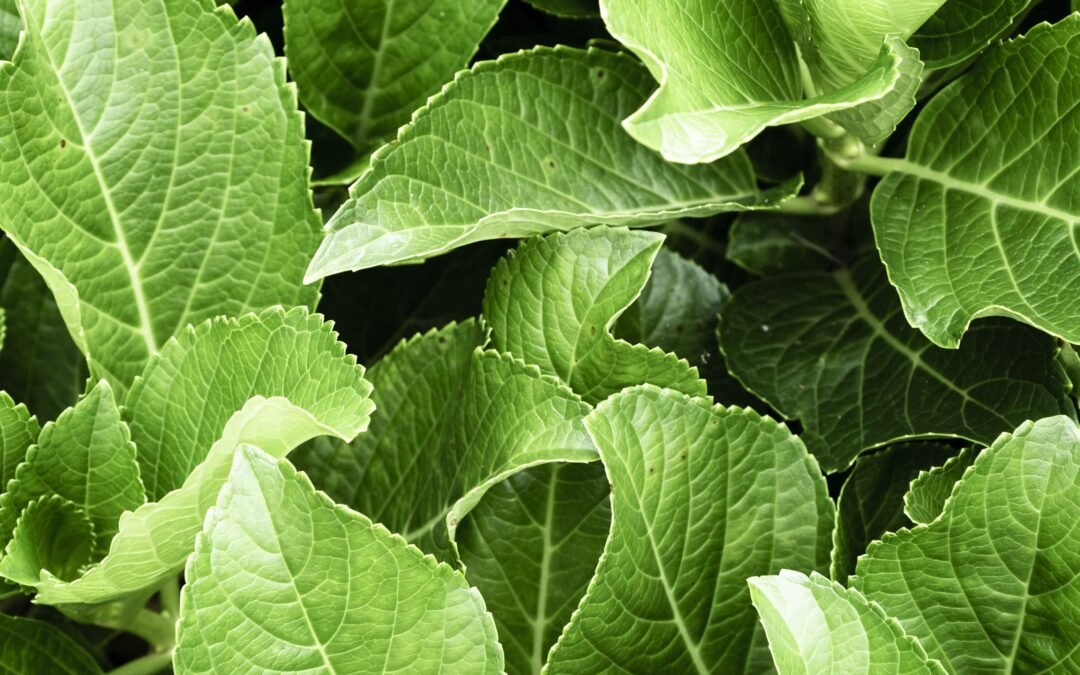 Wasabi plante : Les secrets du vrai wasabi japonais