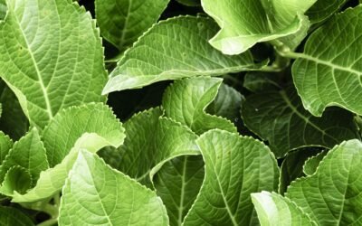 Wasabi plante : Les secrets du vrai wasabi japonais