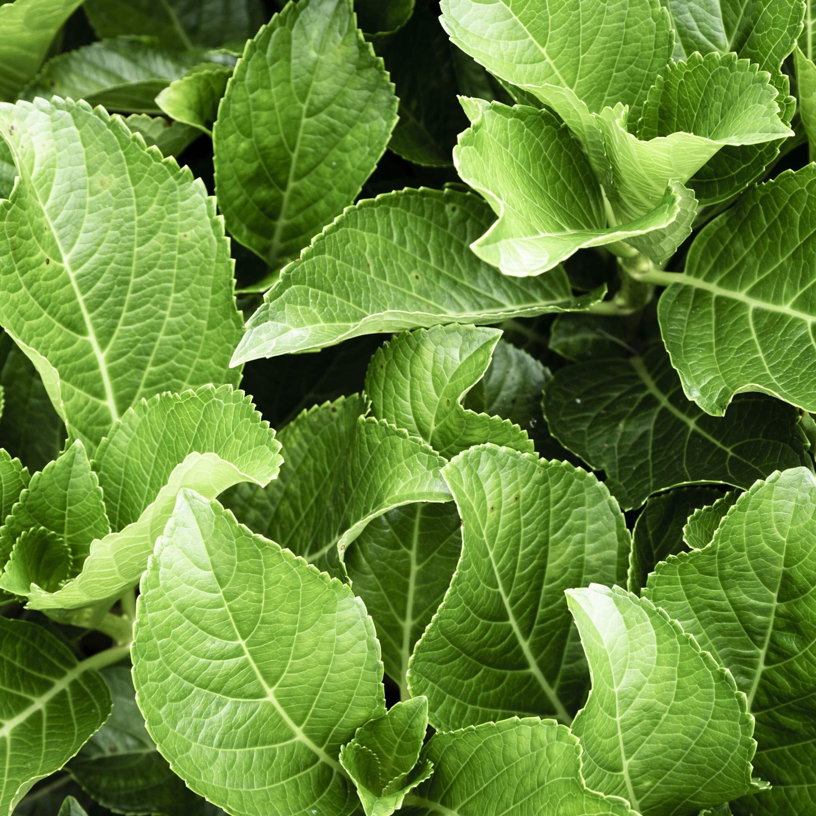 Plante wasabi Plante wasabi