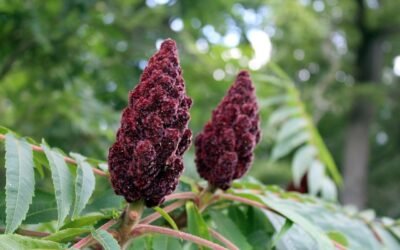 Sumac vénéneux : tout savoir sur cette plante toxique