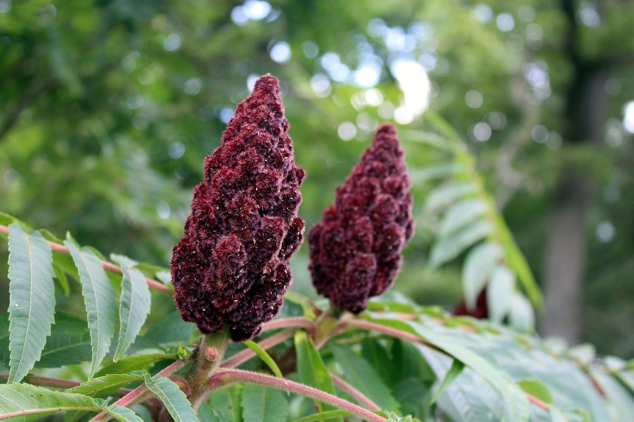 Sumac vénéneux Sumac vénéneux