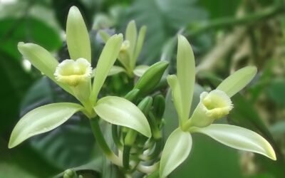 Les étapes cruciales : de la fleur de vanille aux gousses