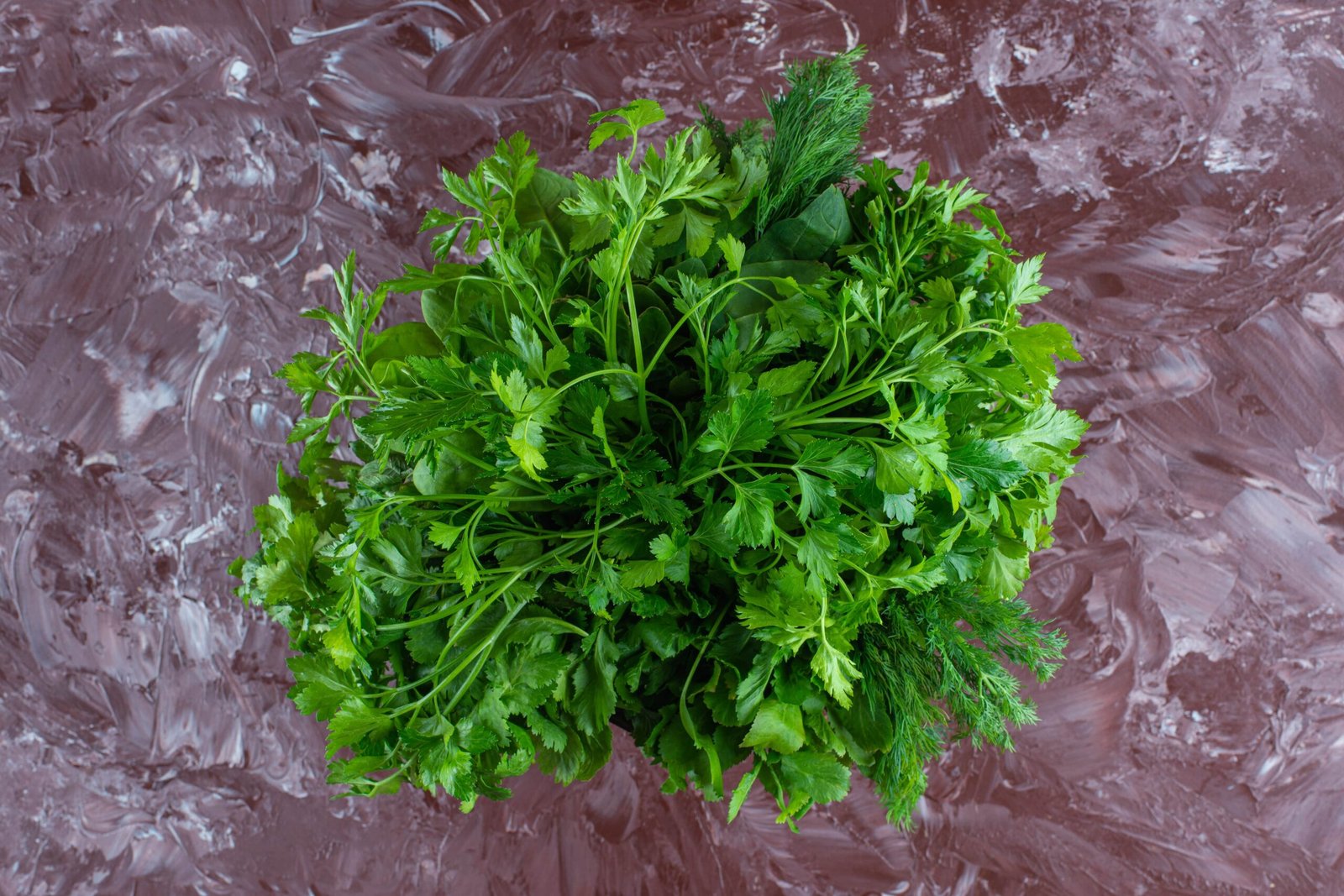 coriandre plante coriandre plante